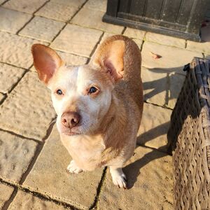 Fundraising Page: Lauren Dvorak